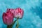 pink tulips on a blue background with copy space