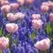 Pink tulips on blue meadow