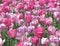 Pink tulips blur background