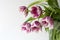 Pink tulips bouquet, baner, copy space text,spring flowers, close up, sensitive focus, seasonal.