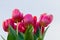 Pink tulips bouquet close up with clear sky background