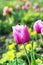 Pink tulips with bumblebee in the garden, springtime
