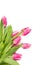 Pink tulips bunch floral corner border on white background