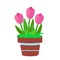 Pink tulips in a ceramic brown pot with a blue straight line and a winding stripe on top.