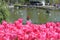 Pink tulips closeup, lake in background