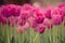 Pink tulips. Colorful tulips in spring season