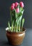 Pink Tulips in Container