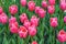 Pink tulips Debutante flowers with green leaves blooming in a meadow, park, flowerbed outdoor