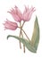 Pink tulips drawing in color pencils. Illustration for decor.
