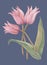 Pink tulips drawing in color pencils. Illustration for decor.