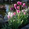 Pink tulips in evening light blooming in spring on pond.