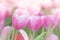 Pink tulips in a field. These flowers were shot in Holland the Netherlands