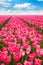 Pink tulips field view during sunny summer day