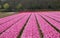 Pink Tulips fields of the Bollenstreek, South Holland