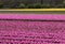 Pink Tulips fields of the Bollenstreek, South Holland,