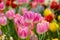 Pink tulips flower, beautifuly flower in garden plant, tulip
