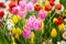 Pink tulips flower, beautifuly flower in garden plant, tulip