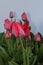 Pink tulips in a flower bed isolated on a white background. Closed tulips on a cold spring morning