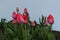 Pink tulips in a flower bed isolated on a white background. Closed tulips on a cold spring morning