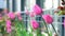 Pink tulips in a flower bed. The tulip bud sways in the wind. Garden. Beautiful simple spring flowers. Floral background