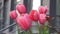 Pink tulips in a flower bed. The tulip bud sways in the wind. Garden. Beautiful simple spring flowers. Floral background