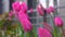 Pink tulips in a flower bed. The tulip bud sways in the wind. Garden. Beautiful simple spring flowers. Floral background