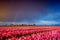 Pink tulips flowers landscape with rainbow  in Holland , spring time flowers in Keukenhof