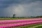 Pink tulips flowers landscape up in Holland , spring time flowers in Keukenhof