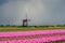 Pink tulips flowers landscape up in Holland , spring time flowers in Keukenhof