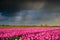 Pink tulips flowers landscape up in Holland , spring time flowers in Keukenhof