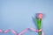 Pink tulips flowers with ribbon on blue background. Card for Mothers day, 8 March, Happy Easter, Valentines Day