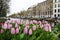 Pink tulips in the foreground with a typical canal and architecture of Amsterdam, Netherlands