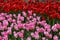 Pink tulips in front and red tulips i background