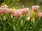 Pink tulips in a garden under soft light