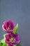 Pink tulips on gray background, spring floral card or banner, copy space, soft focus