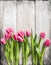 Pink tulips on gray white wooden wall background