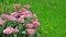 Pink tulips with green grass