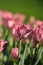 Pink tulips growing
