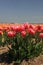 Pink tulips growing on a fiield