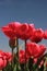 Pink tulips growing on a fiield