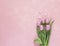Pink tulips and hearts on rosy background. Romantic background