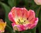 Pink Tulips at Holland Tulip Festival