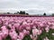 Pink Tulips in La Conner USA