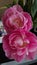 Pink tulips - natural home decorative ideas