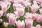 Pink tulips. Nature spring background