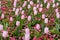 Pink tulips and other small flowers in a garden