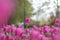 Pink tulips park in the city of Gaziantep - turkey