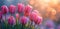 Pink tulips in pastel coral tints at blurry background, closeup. Fresh spring flowers in the garden