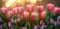 Pink tulips in pastel coral tints at blurry background, closeup. Fresh spring flowers in the garden