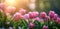 Pink tulips in pastel coral tints at blurry background, closeup. Fresh spring flowers in the garden